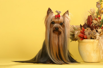 Naklejka premium chien studio Yorkshire