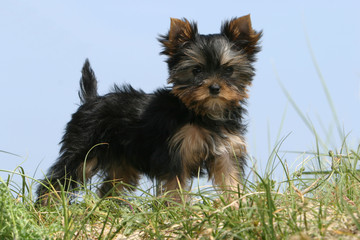 chien   Yorkshire/ terrier © CALLALLOO CANDCY