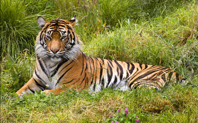 Fototapeta na wymiar Large Striped Sumatran Tiger Relaxing in Grass