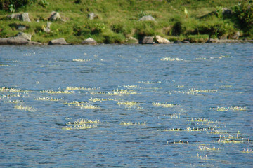 Fleurs sur un étang