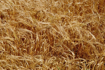 champs de blé