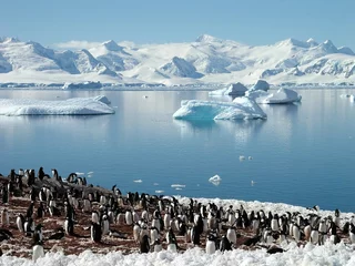 Fototapete Antarktis Antarktische Pinguingruppe