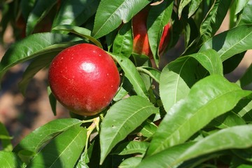 Nectarine