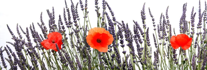 Tuinposter Lavendel © Tiana R