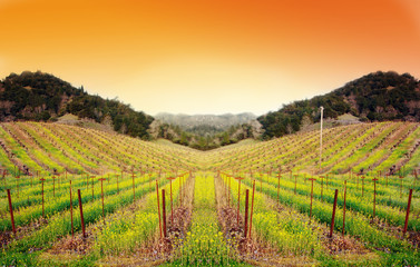 Vineyard at Sunset