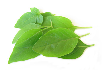 Basil fresh leaves 