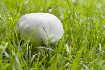 White champignon