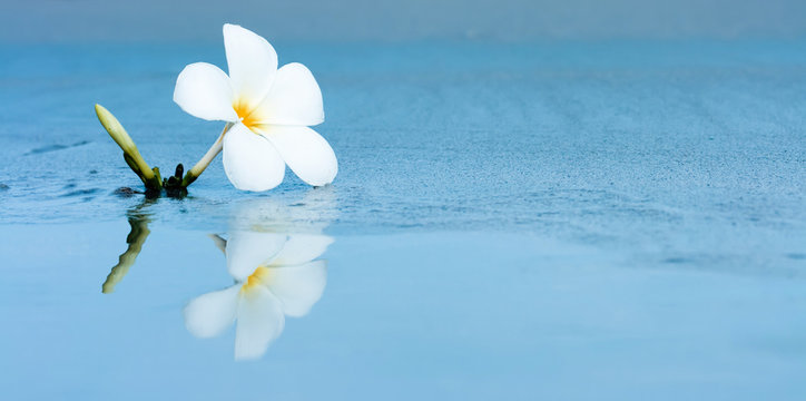 Tropical Flower On The Beach