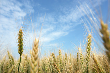 wheat field