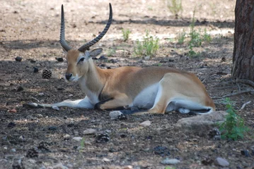 Fotobehang antilope © Fred