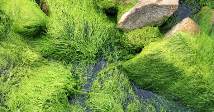 algue ,algues ,bretagne 