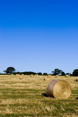 a field with many straw