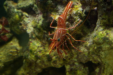 rhynchocinetes uritai