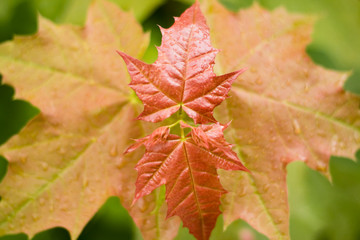 Red leaves