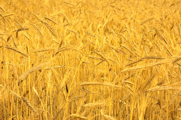 wheat field