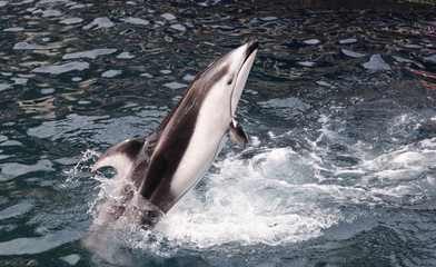 jumpping dolphin