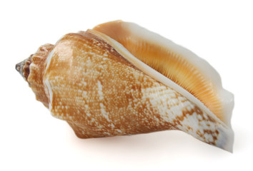 Isolated sea shell