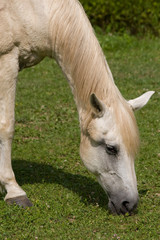 Obraz premium Cavallo bianco