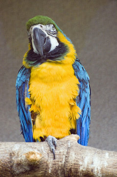 Blue-and-yellow Macaw perching on branch