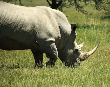 White Rhino and birds