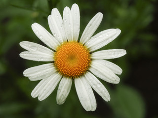 Obraz premium Flower