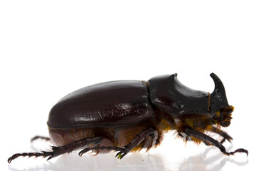 rhinoceros beetle