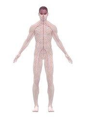 Fototapeta premium menschliches nervensystem