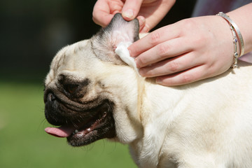 chien > Carlin/pug
