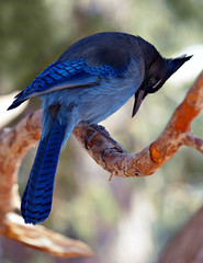 Blue Jay