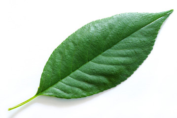 leaf