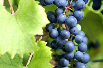Weinblätter und Weintrauben