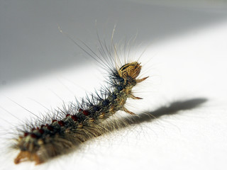 Raupe 