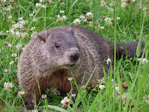 groundhog in the clovers