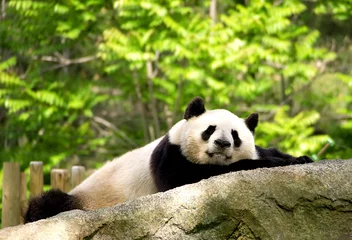 Zelfklevend Fotobehang Panda pandabeer liegt