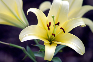 Lily 1