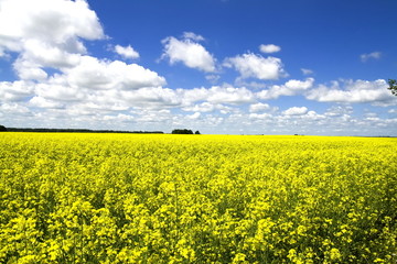Yellow colza field