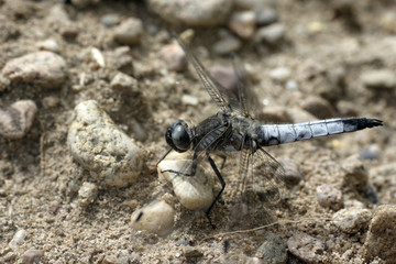 Libellule posée au sol