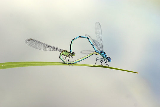Accouplement de libellules
