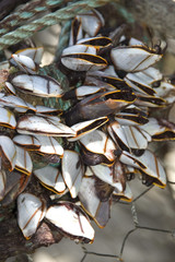 coquillage moules
