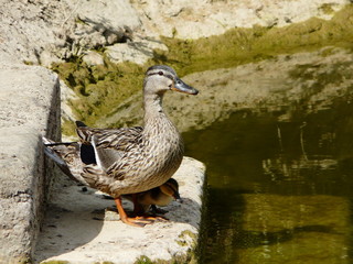 canard et son caneton