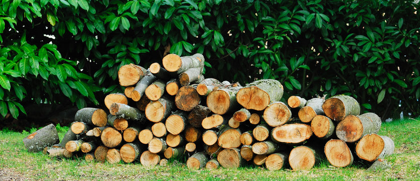 Tas de bois