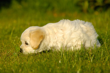 Bichon puppy dog
