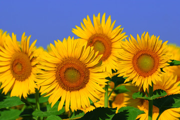 culture de tournesol