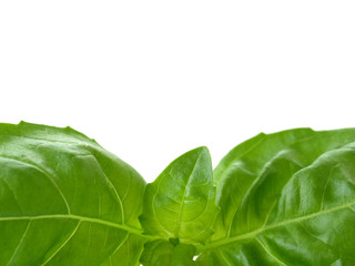 herb - basil leaves