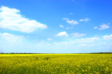 yellow rape field under a simple blue sky