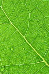 Green leaf macro