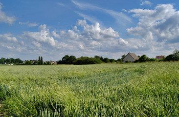 Wheat field,  village  and sky