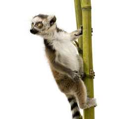 Ring-tailed Lemur (6 weeks) - Lemur catta © Eric Isselée