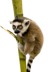 Ring-tailed Lemur (6 weeks) - Lemur catta © Eric Isselée
