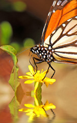 Butterfly on Pond Flower